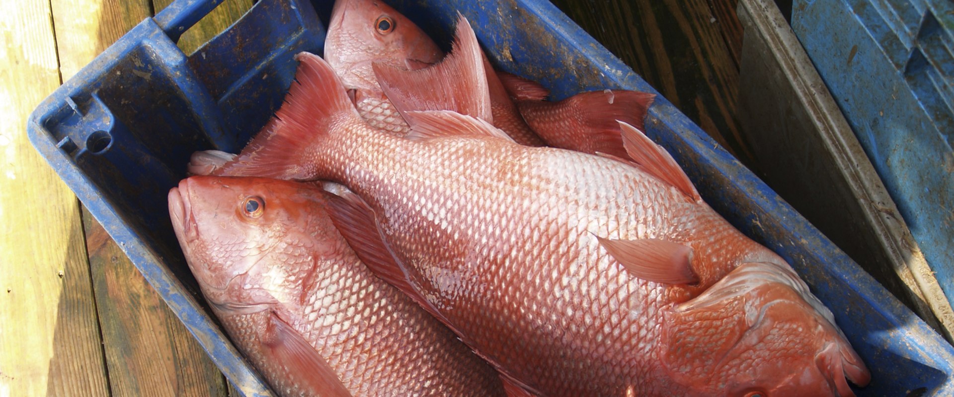 What do i need to fish in florida?