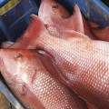 What do i need to fish in florida?